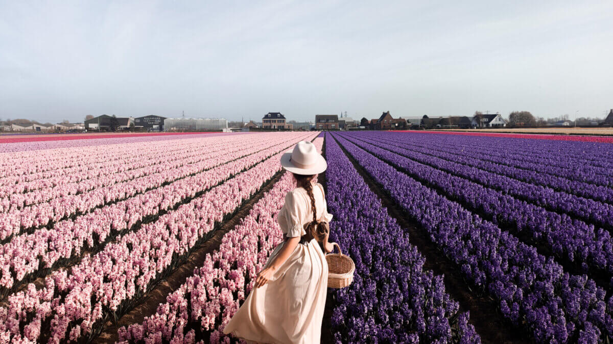 Flitterwochen Rundreise zur Tulpenblüte in Holland