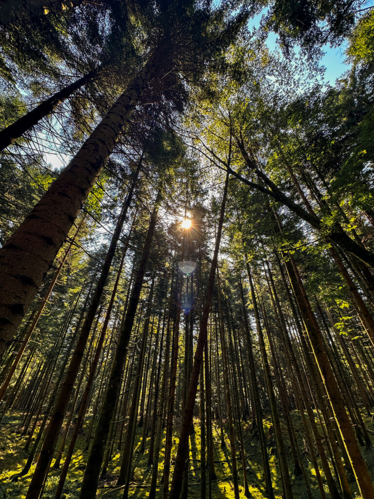 Schätze Sloweniens: Genuss & Gastfreundschaft in Bela Krajina und Dolenjske Toplice